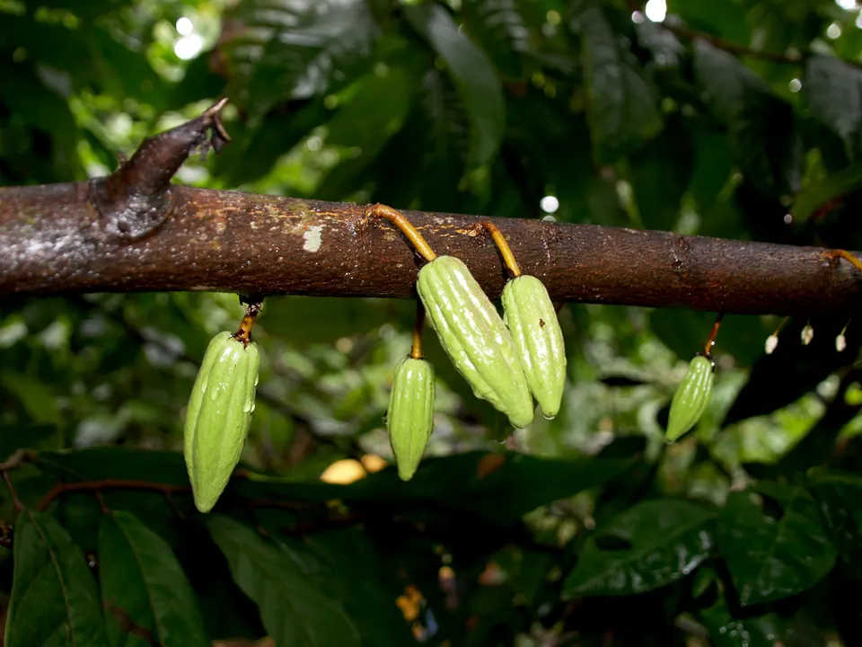 Theobroma cacao (young cacao pods - Haiti) en ecuador