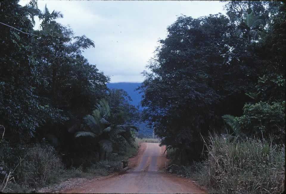 La salvaje playa de Cape Tribulation donde la selva tropical se encuentra directamente con el arrecife.