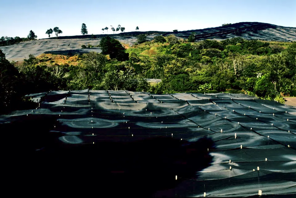 Coffee plantation shaded with plastic mesh. Alajuela, Costa Rica en san-jose