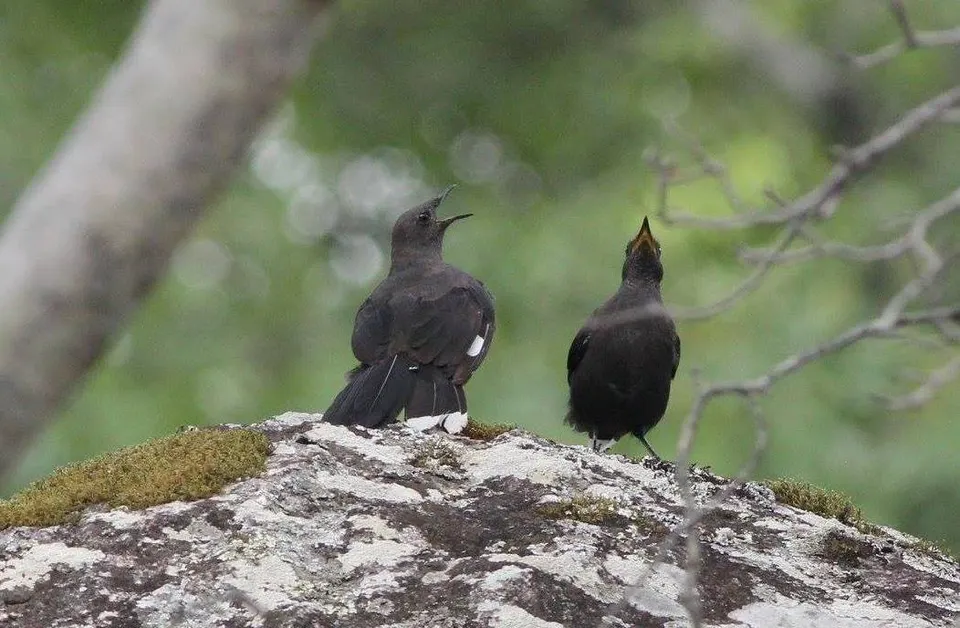Serenas aguas del lago Mutirikwi y colinas circundantes en las proximidades de Masvingo.