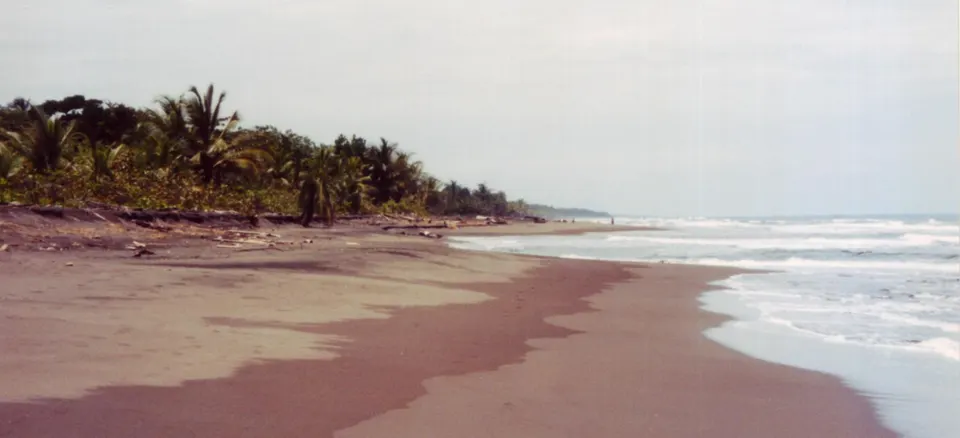 caribbean coast at Tortuguero National Park, Limón province, Costa Rica

costa del mar caribe en el parque nacional Tort en tortuguero