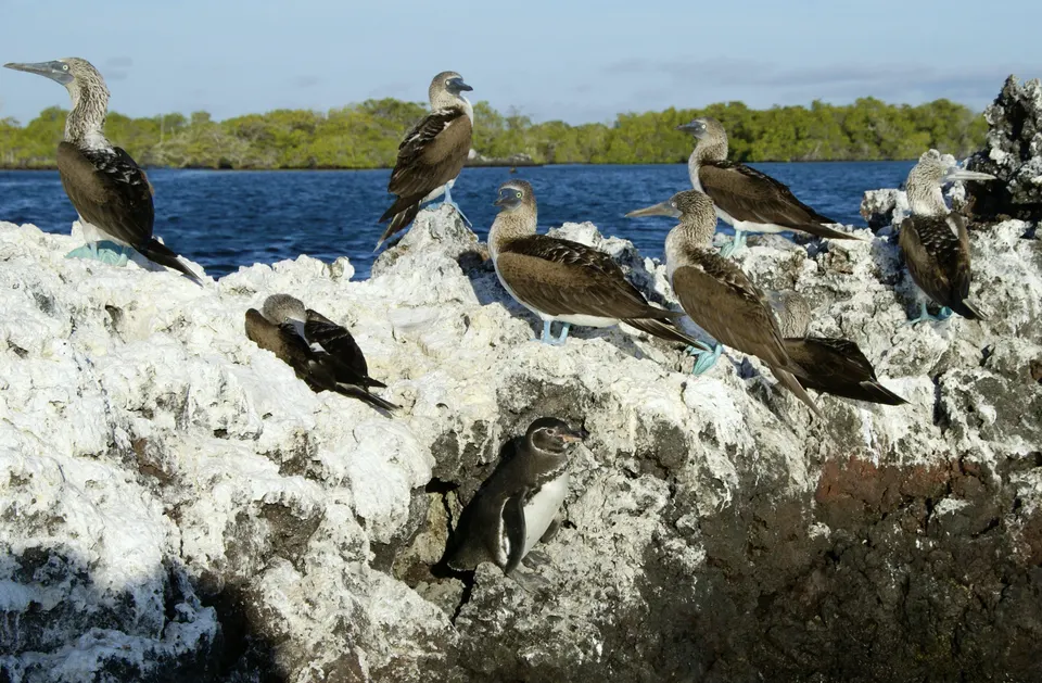 Galapagos Penguins and Blue-footed Boobies at Elizabeth Bay, Isabela Island, Galapagos. en galapagos