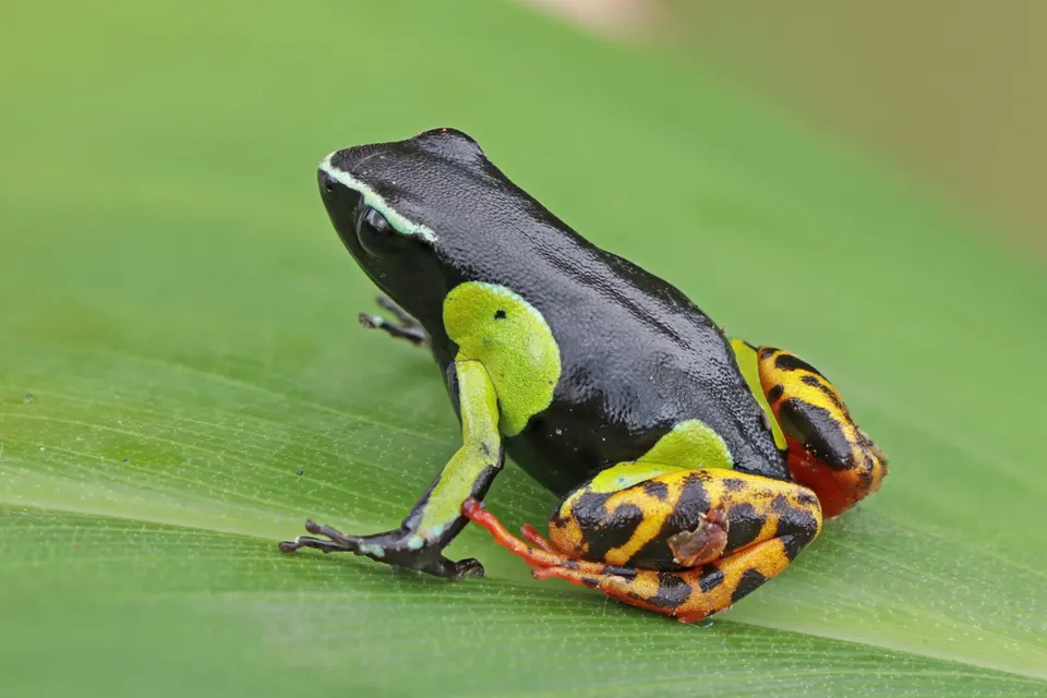Colorida rana venenosa Mantella baroni sobre las hojas húmedas del sotobosque de Andasibe.