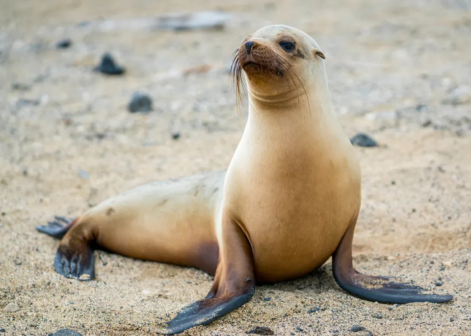 Galápagos sea lion (Zalophus wollebaeki), Las Tintoreras, Isabela, Galápagos Islands, Ecuador en galapagos