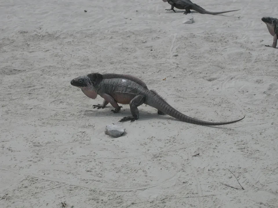 Iguana de Allen's Cay (Cyclura cychlura inornata), especie endémica de Exuma.
