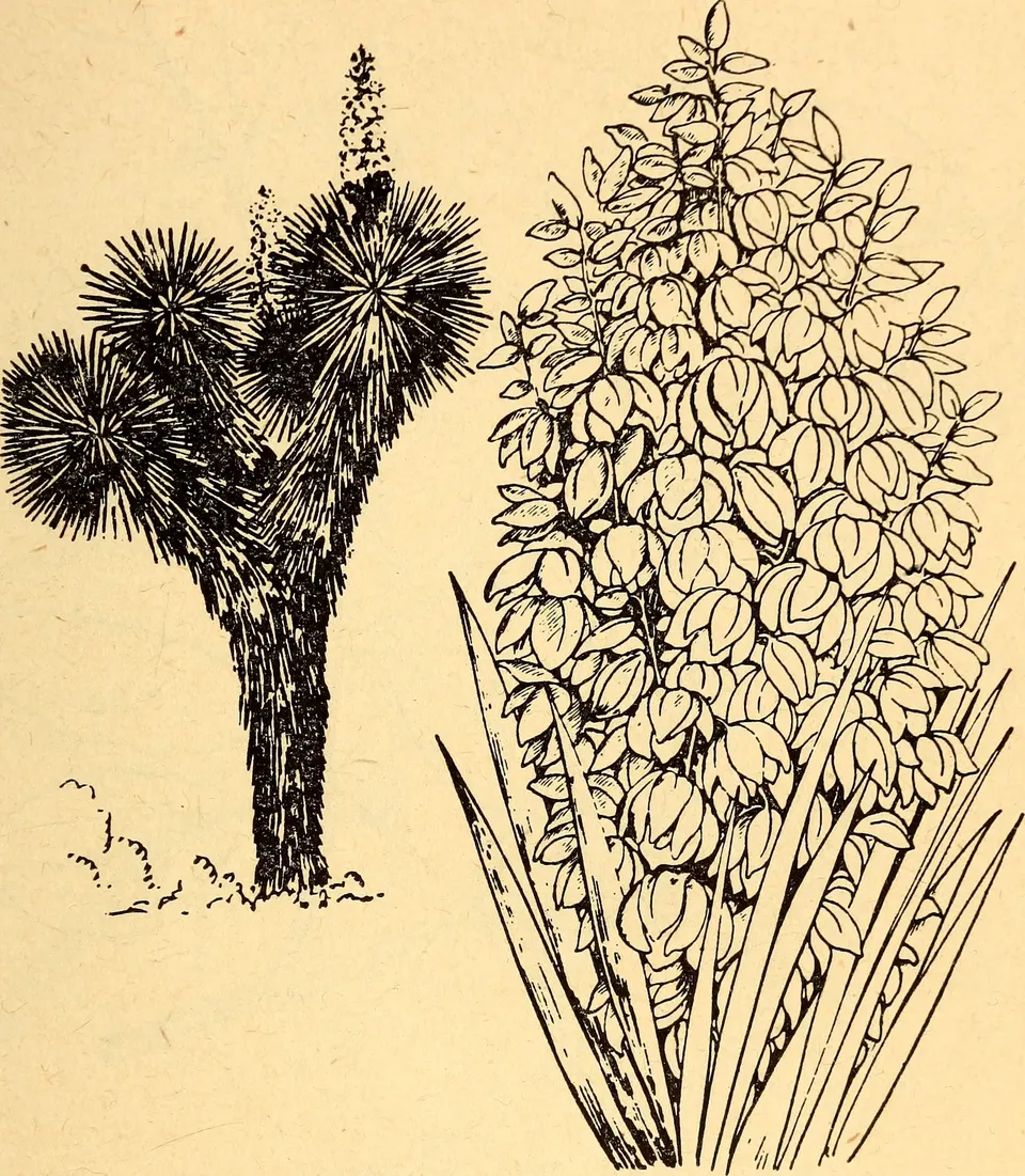 Title: Edible and poisonous plants of the Caribbean region
Identifier: ediblepoisonousp00dahl (find matches)
Year: 1944  en tortuguero