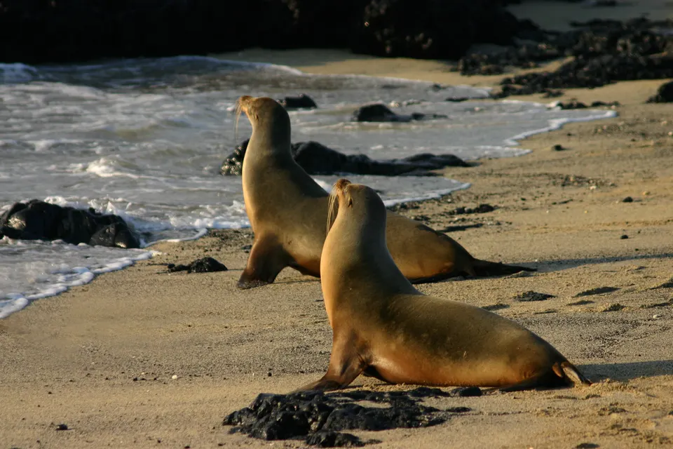 A pair of Galápagos sea lions (Zalophus wollebaeki) on Isabela Island, Galapagos Islands, Ecuador. Photographed in the e en galapagos