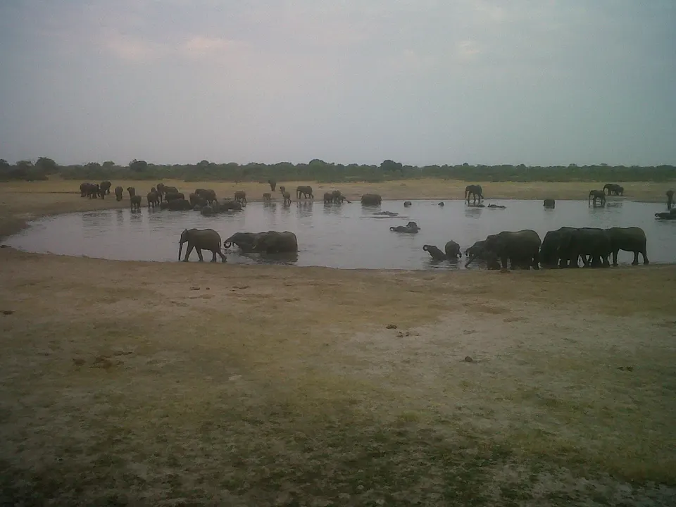 Plataforma de observación elevada con vistas a la concurrida charca de Nyamandhlovu en Hwange.