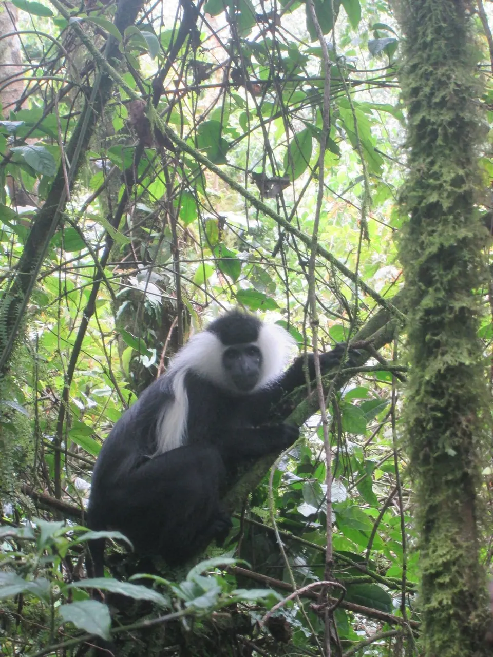 Chimpancé salvaje en su hábitat natural en la selva pluvial del Parque Nacional Nyungwe.
