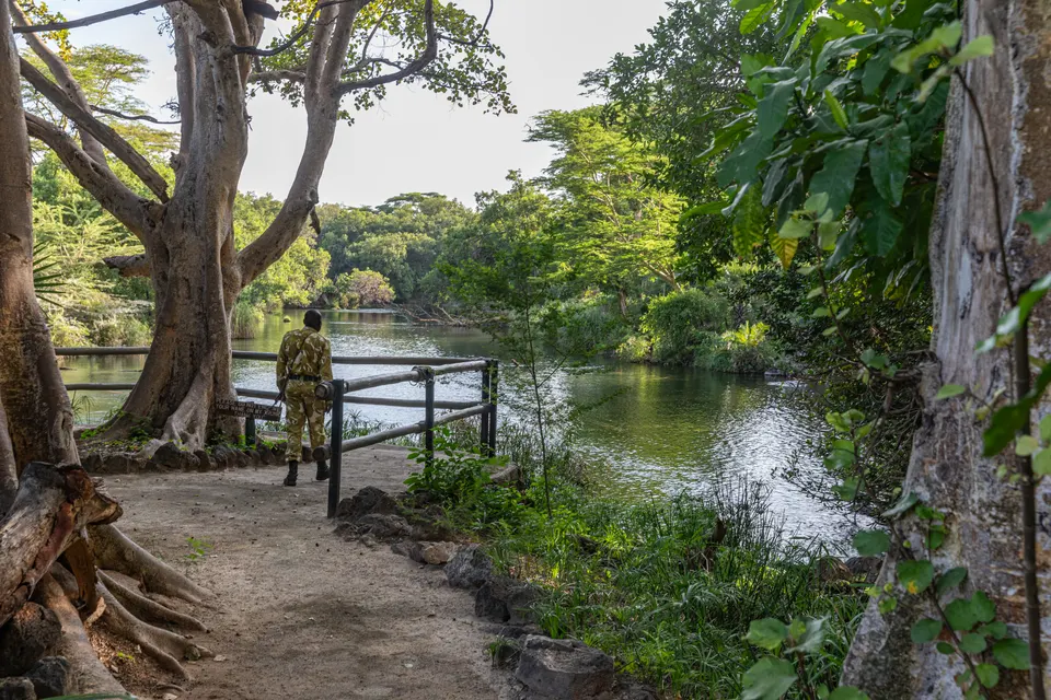Manantiales de Mzima Springs con aguas transparentes pobladas por hipopótamos y peces.
