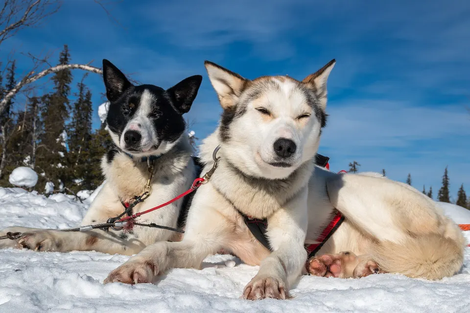 Equipo de perros huskies siberianos guiando un trineo de nieve por las llanuras polares de Rovaniemi.