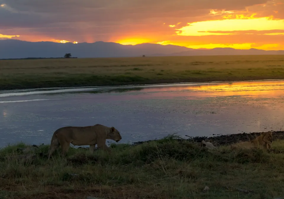 Pelícanos y aves zancudas en los humedales alimentados por el deshielo del Kilimanjaro.